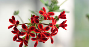 pelargonia