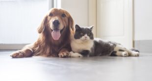 pies i kot na jednym posłaniu