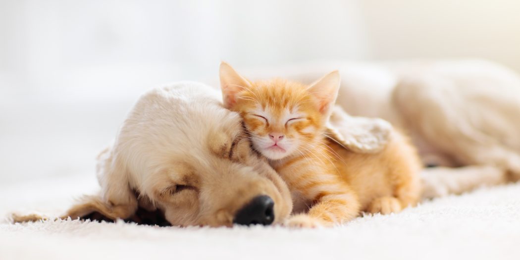 kot i pies śpiące razem