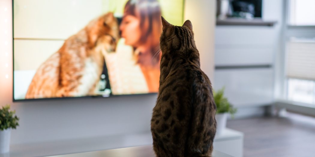 kot bengalski oglądający program o kotach w telewizji