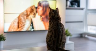 kot bengalski oglądający program o kotach w telewizji