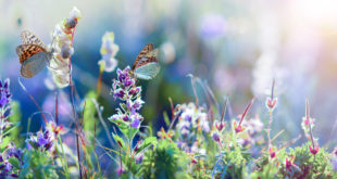 dzikie kwiaty na łące i motyl