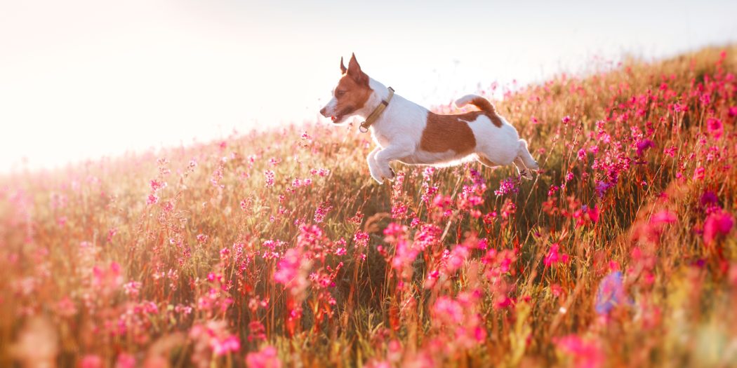 Jack Russell Terrier na kwiecistej łace