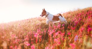 Jack Russell Terrier na kwiecistej łace