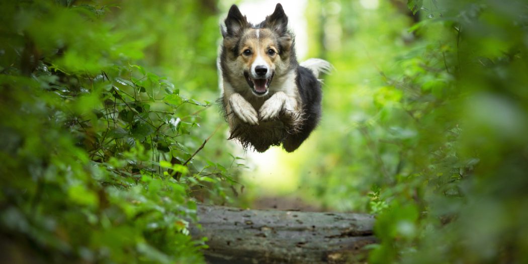 szczęśliwy skaczący pies