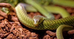 terrarium wąż