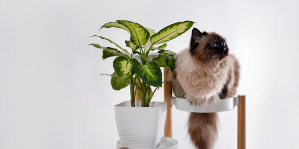 rośliny domowe koty