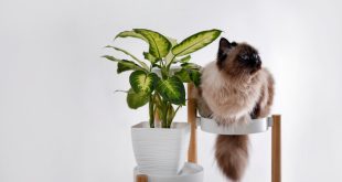 rośliny domowe koty