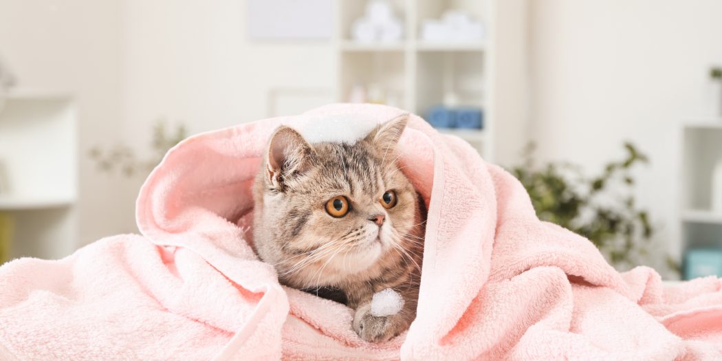 kot w ręczniku