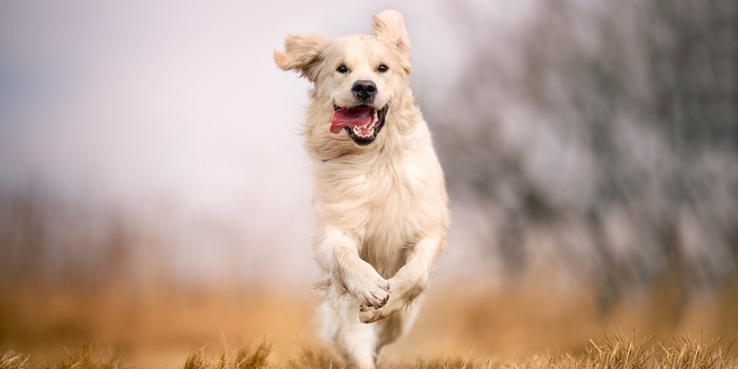 Golden retriever