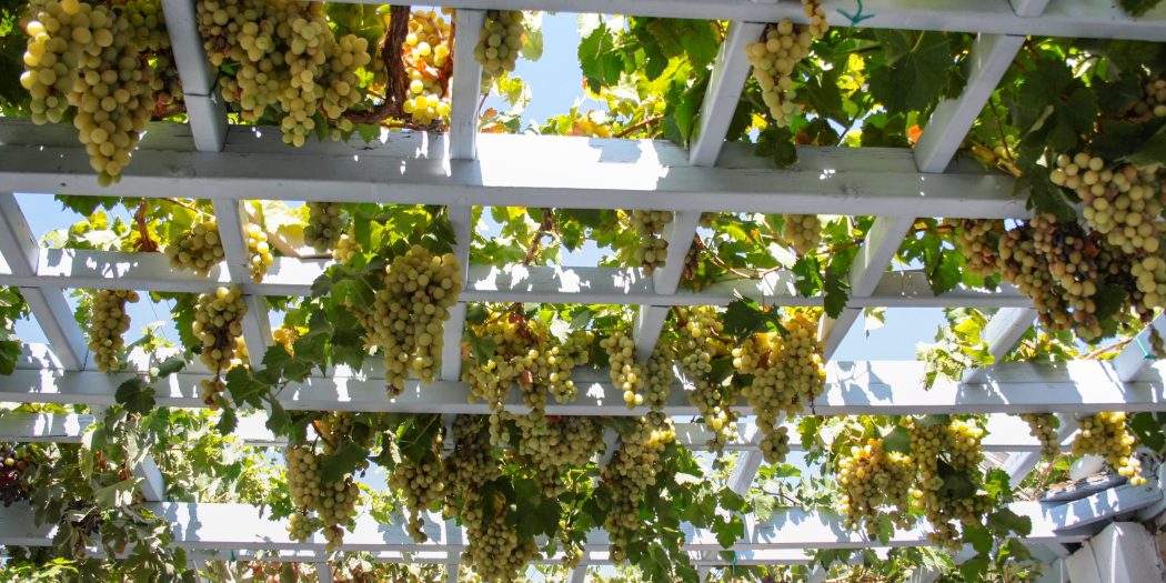 Kiście winogron zwisające z drewnianej białej kraty