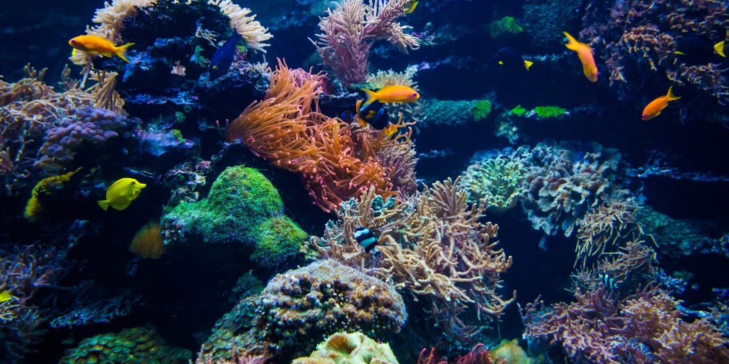 wielka rafa koralowa